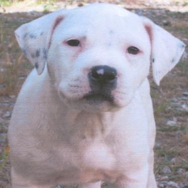 Root's Snow Flake Pit Bull
